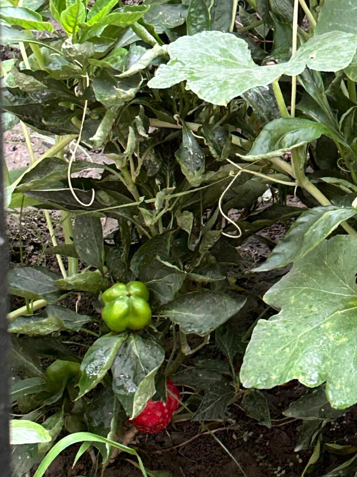 Vanraj Farm Greater Noida Eksteriør billede