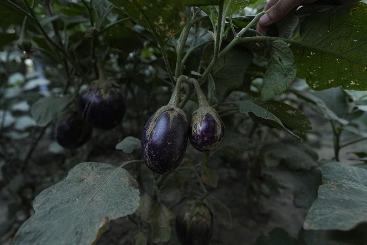Vanraj Farm Greater Noida Eksteriør billede
